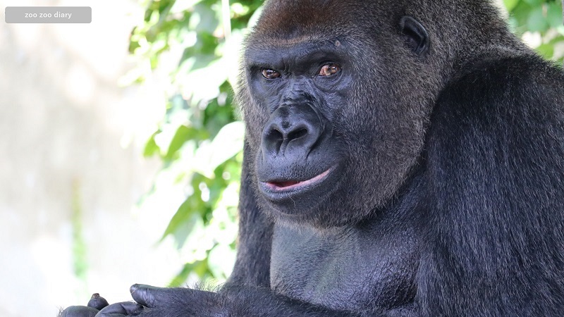 福岡市動物園　ゴリラ　ビンドン　顔